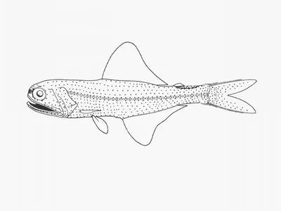 Multispotted lanternfish (Scopelopsis multipunctatus)
