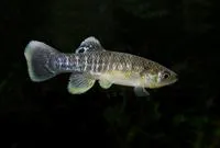 Mummichog (Fundulus heteroclitus heteroclitus)