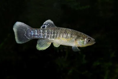 Mummichog (Fundulus heteroclitus heteroclitus)