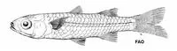 Munro's hardyhead (Craterocephalus munroi)