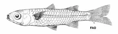 Munro's hardyhead (Craterocephalus munroi)