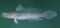 Mural goby (Valenciennea muralis)