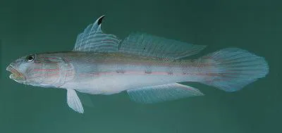 Mural goby (Valenciennea muralis)