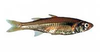 Murchison river hardyhead (Craterocephalus cuneiceps)
