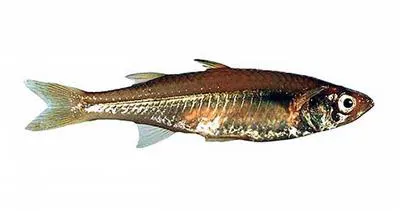 Murchison river hardyhead (Craterocephalus cuneiceps)