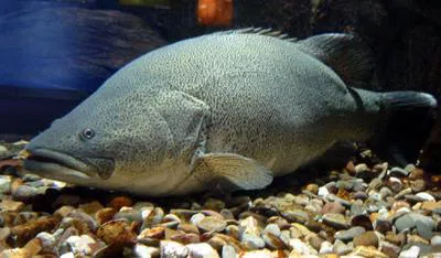 Murray cod (Maccullochella peelii)