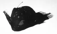 Murray's abyssal anglerfish (Melanocetus murrayi)