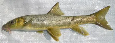 Mursa (Luciobarbus mursa)