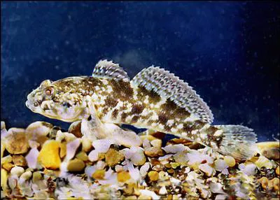 Mushroom goby (Ponticola eurycephalus)