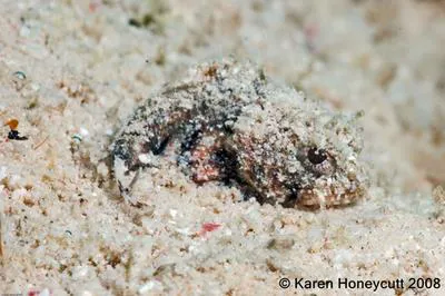 Mushroom scorpionfish (Scorpaena inermis)