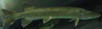 Muskellunge (Esox masquinongy)
