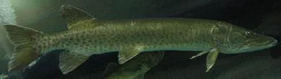 Muskellunge (Esox masquinongy)