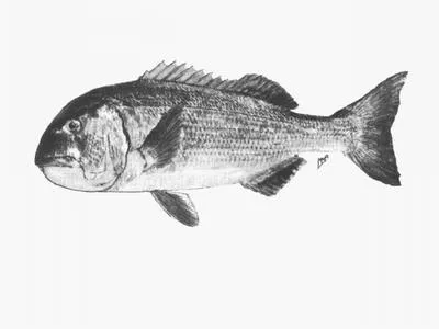 Musselcracker seabream (Sparodon durbanensis)