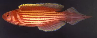 Mutant wrasse (Conniella apterygia)