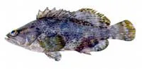 Mutton hamlet (Alphestes afer)