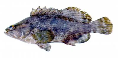 Mutton hamlet (Alphestes afer)