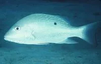 Mutton snapper (Lutjanus analis)