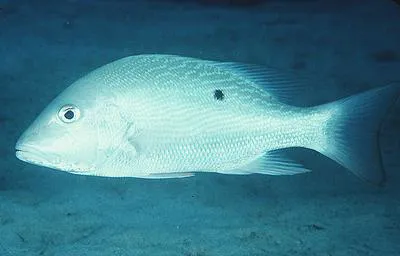 Mutton snapper (Lutjanus analis)