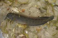 Muzzled blenny (Omobranchus punctatus)