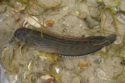 Muzzled blenny (Omobranchus punctatus)