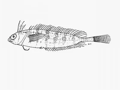 Mya's klipfish (Pavoclinus myae)