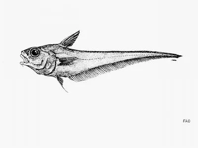 Myers' grenadier (Coryphaenoides myersi)