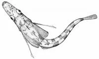 Myers' icefish (Chionodraco myersi)