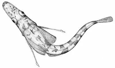 Myers' icefish (Chionodraco myersi)