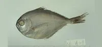 Myers' pomfret (Brama myersi)