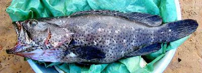 Mystery grouper (Epinephelus lebretonianus)