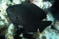 Nagasaki damsel (Pomacentrus nagasakiensis)