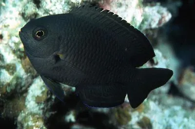 Nagasaki damsel (Pomacentrus nagasakiensis)