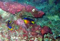 Nahacky's angelfish (Centropyge nahackyi)