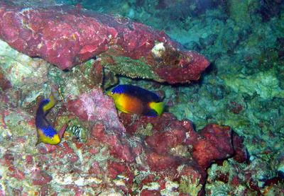 Nahacky's angelfish (Centropyge nahackyi)
