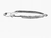 Nail snakelet (Natalichthys sam)