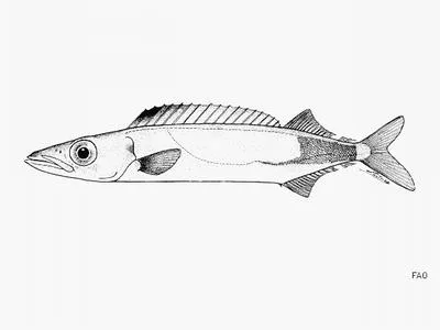Nakamura's escolar (Rexea nakamurai)
