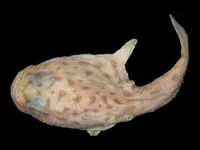 Naked-belly Coffinfish (Chaunax nudiventer)