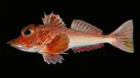 Naked-belly searobin (Bellator gymnostethus)