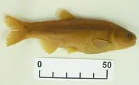 Naked characin (Gymnocharacinus bergii)