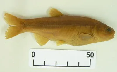 Naked characin (Gymnocharacinus bergii)