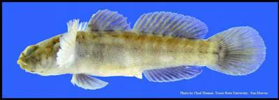 Naked goby (Gobiosoma bosc)