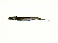 Naked-headed catfish (Euristhmus nudiceps)