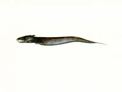Naked-headed catfish (Euristhmus nudiceps)