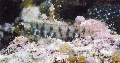 Naked-headed goby (Eviota zonura)