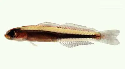 Naked hover goby (Parioglossus nudus)