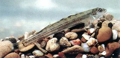 Naked sand darter (Ammocrypta beanii)