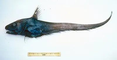 Naked snout rattail (Haplomacrourus nudirostris)