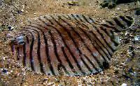 Naked sole (Gymnachirus nudus)