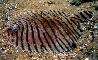 Naked sole (Gymnachirus nudus)