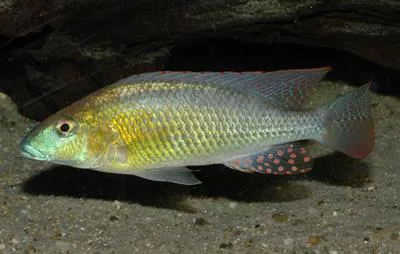 Namib happy (Thoracochromis buysi)